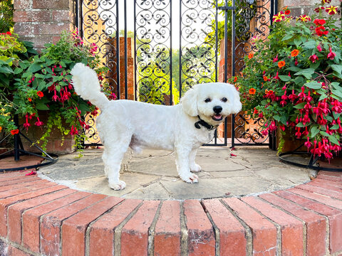 Portrait of a small white cavapoo dog standing in front of an ornate gate in a garden