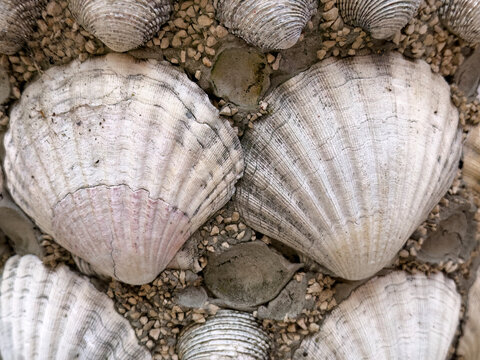 Background filled with sea shells and small stones in close up