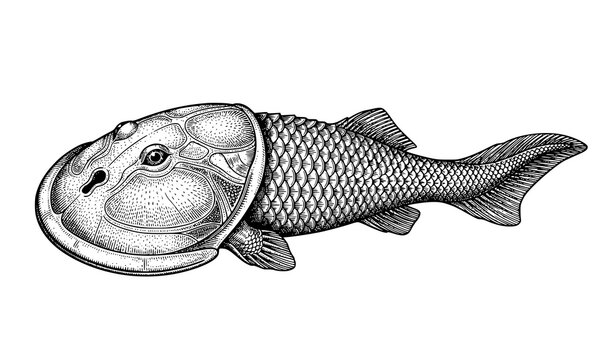 Vintage Cephalaspis Armored Devonian Fish Vector Engraving EPS