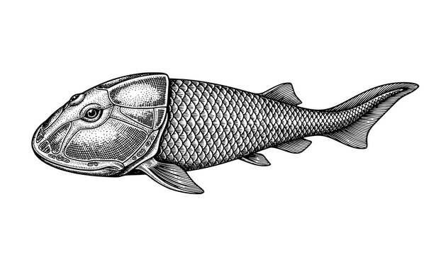 Cephalaspis Prehistoric Fish Vintage Engraving Vector Illustration EPS