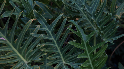 Close-up of Deeply Lobed Tropical Philodendron Xanadu Leaves © Leiter1940s