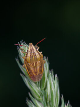 Une punaise des c&eacute;r&eacute;ales sur un &eacute;pi de gramin&eacute;e (Aealia acuminata)