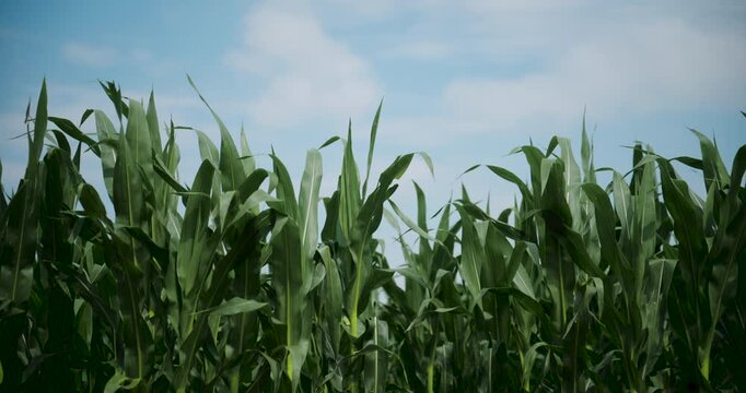 Cultivated corn crop field under summer skies with healthy growing plants. 4K.