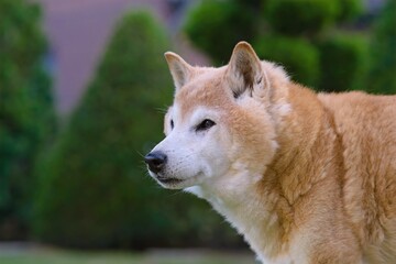 Senior Shiba Inu dog outdoors in garden, side profile portrait of an old dog with gray muzzle during molting season. © petra goeschel
