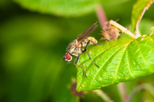 A fly (Macquartia grisea) on a leaf
