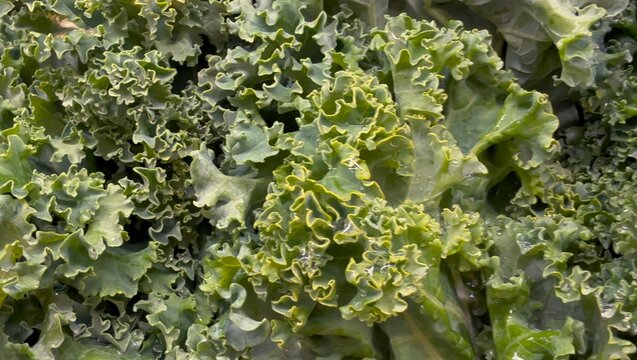 Close up of fresh green leafy vegetables, conceptually illustrating agricultural food safety warnings, grocery recalls, and cyclospora outbreaks