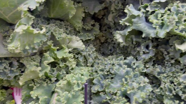 Close up of fresh green leafy vegetables, conceptually illustrating agricultural food safety warnings, grocery recalls, and cyclospora outbreaks