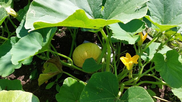 Small speckled pumpkin nestled among yellow blossoms and vine leaves