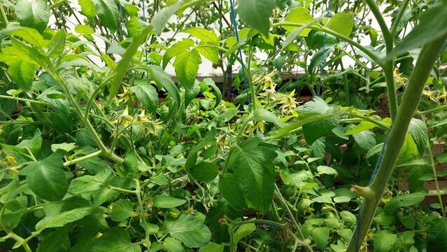 Yellow tomato flowers backlit through dense foliage in greenhouse setting