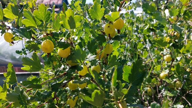 Golden yellow gooseberries hanging in cluster on sunlit branch, closeup fruit