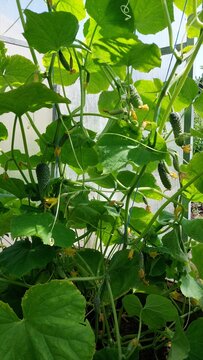 Bunch of small gherkin cucumbers hanging among broad leaves in greenhouse, upward view
