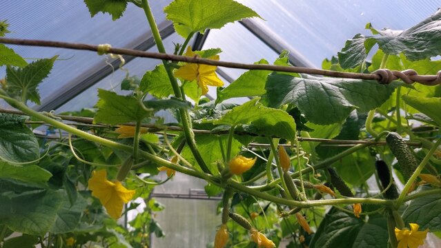 Cucumber flower and young fruits close-up on curling vine tendrils, greenhouse plant