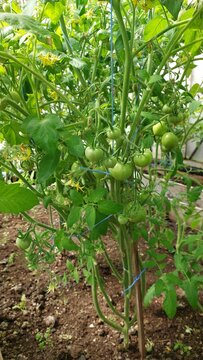 Green tomatoes ripening in tight cluster with yellow blossoms, greenhouse closeup