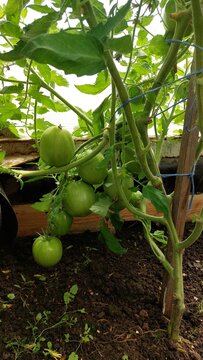 Ribbed heirloom tomatoes clustered together in greenhouse, textured green fruit