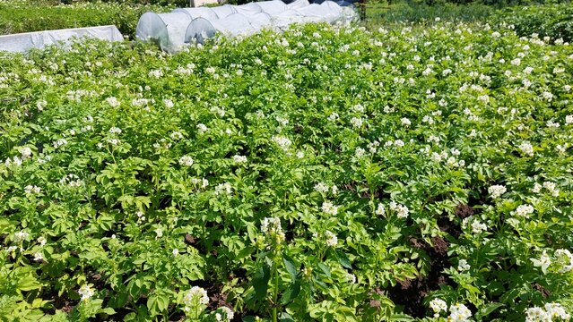 Vast blooming potato field with white flowers stretching toward greenhouse tunnels