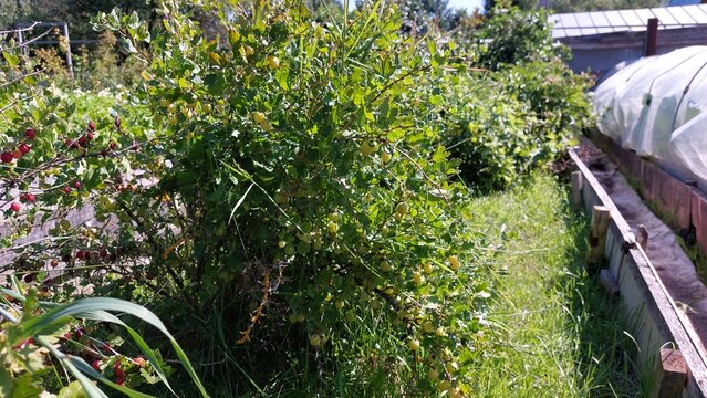 Large gooseberry bush with pale ripening berries beside garden path, wide view