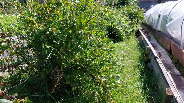 Sunlit gooseberry bush loaded with green berries along garden fence line