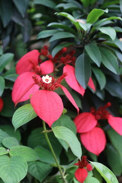 Red mussaenda flowers blooming in tropical garden with mussaenda tropical blooming botanical gardening flowering shrubbery