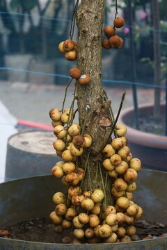 Baccaurea ramiflora tree trunk heavily laden with clusters of ripe burmese grape fruit in a nursery pot baccaurea ramiflora tropical
