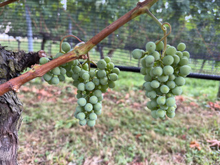 Close-Up of Green Grapes Hanging From a Vine Branch in a Swiss Vineyard © SamiraSwissSpirit
