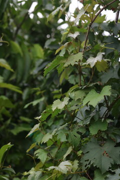 Dense lush grapevine leaves filling the frame in a natural summer garden with grapevine viticulture botanical climbing environment