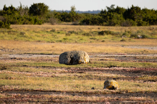 Glacial erratic boulder on Stora Alvaret limestone plain of Oland Sweden