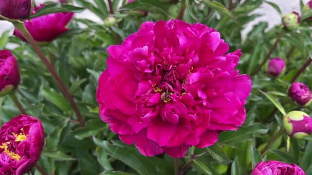Horizontal macro video of a honeybee with full yellow pollen baskets on its legs hovering over a blooming pink peony flower. Concept of pollination, beekeeping, honey production, and spring biodiversi
