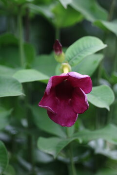 Deep purple trumpet shaped allamanda flower blooming among green leaves with allamanda botanical tropical greenery blooming