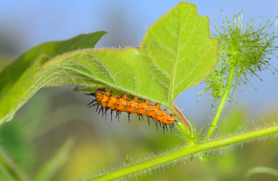 Caterpillar of Gulf fritillary or passion butterfly (Dione [Agraulis] vanilla) on  scarletfruit passionflower vine, Galveston, Texas, USA