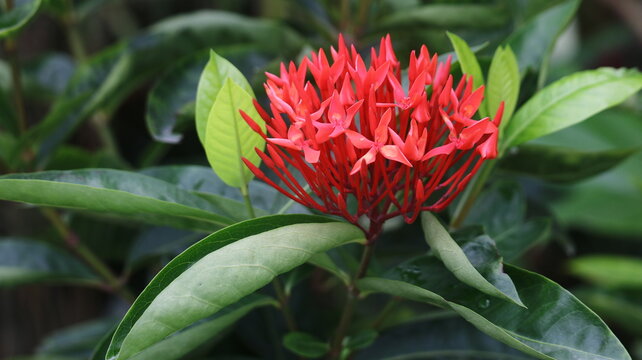 Red ixora flower cluster in lush green tropical garden with botanical tropical evergreen colorful environment landscape wildlife