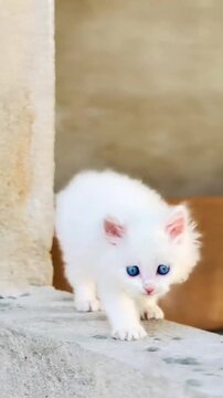 Little White Kitten Exploring and Looking Curious