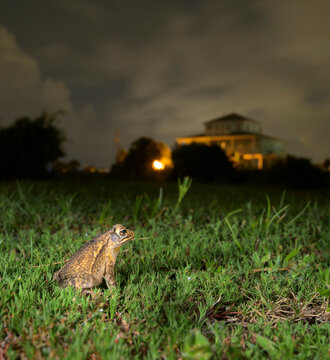 An urban Gulf Coast toad (Incilius nebulifer) in a park at night, Galveston, texas, USA.