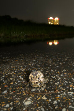 Urban Gulf Coast toads (Incilius nebulifer) mating in a roadside puddle at night, Galveston, texas, USA.