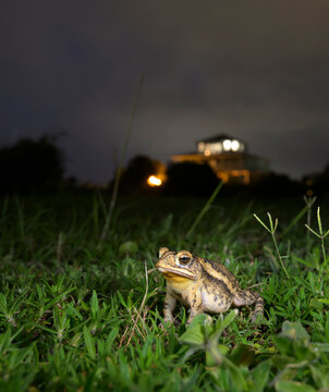 An urban Gulf Coast toad (Incilius nebulifer) in a park at night, Galveston, texas, USA.