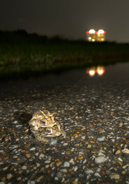 Urban Gulf Coast toads (Incilius nebulifer) mating in a roadside puddle at night, Galveston, texas, USA.