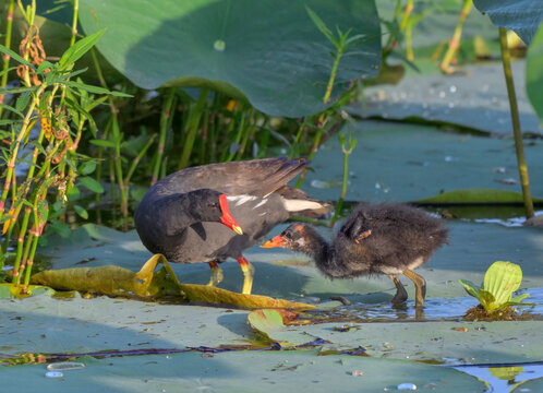 common gallinule (Gallinula galeata) feeding a chick while walking on lotus leaves on lake surface, Fort Bend County, Texas, USA.