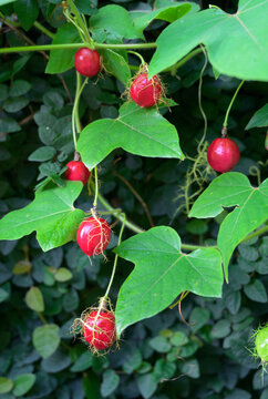 Ripening fruits of the scarletfruit passionflower (Passiflora foetida var. Lanuginosa) hanging on vine, Galveston, Texas