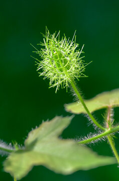 Flower bud of the scarletfruit passionflower (Passiflora foetida var. Lanuginosa) covered by bracts and young leaves, Galveston, Texas