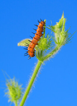 Caterpillar of Gulf fritillary or passion butterfly (Dione [Agraulis] vanilla) on  scarletfruit passionflower vine, Galveston, Texas, USA