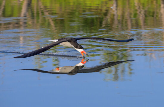 black skimmer (Rynchops niger) hunting in tidal lagoon, Galveston, Texas, USA.