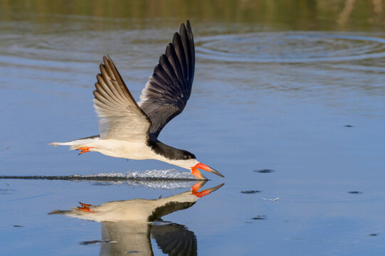 black skimmer (Rynchops niger) hunting little fish in tidal lagoon, Galveston, Texas, USA.