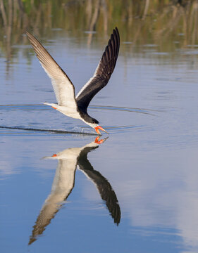 black skimmer (Rynchops niger) hunting little fish in tidal lagoon, Galveston, Texas, USA.