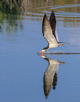 black skimmer (Rynchops niger) hunting little fish in tidal lagoon, Galveston, Texas, USA.