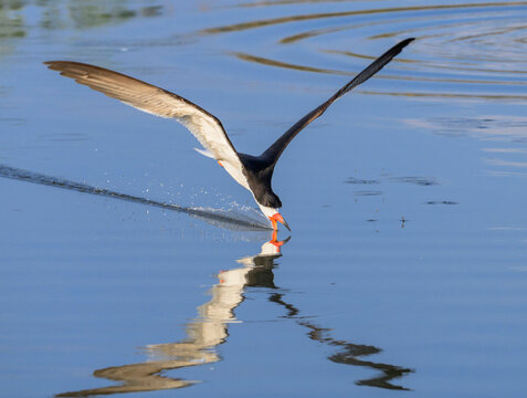 black skimmer (Rynchops niger) hunting in tidal lagoon, Galveston, Texas, USA.