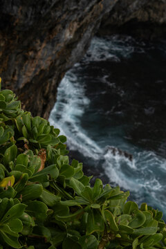 Plants on a cliff