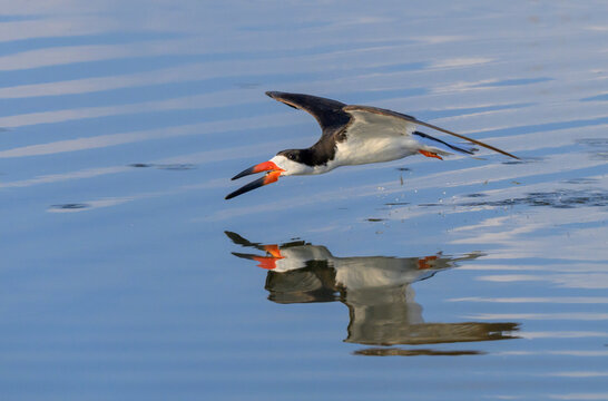 black skimmer (Rynchops niger) with a just caught little fish in the beak, while hunting in tidal lagoon, Galveston, Texas, USA.