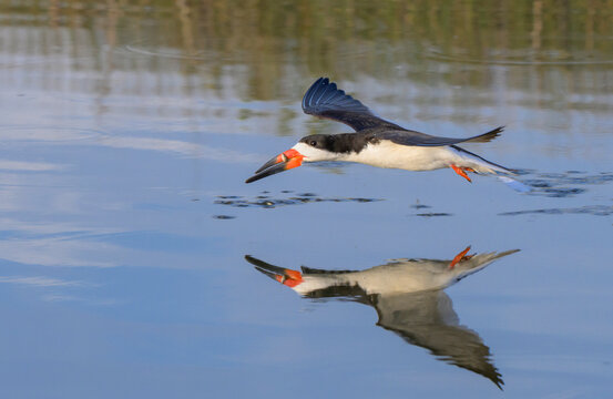 black skimmer (Rynchops niger) with a just caught little fish while hunting in tidal lagoon, Galveston, Texas, USA.