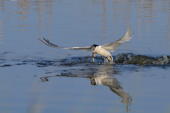 Sandwich tern (Thalasseus sandvicensis) at the moment of catching fish, Galveston, Texas, USA.