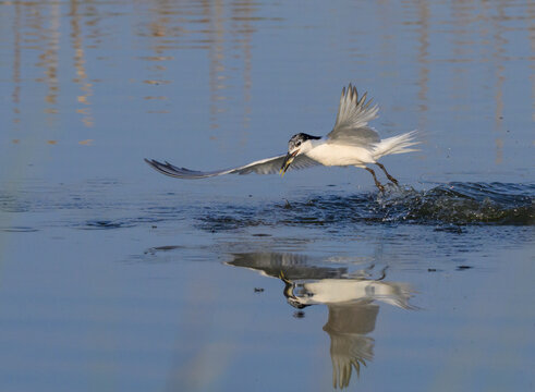 Sandwich tern (Thalasseus sandvicensis) at the moment of catching fish, Galveston, Texas, USA.
