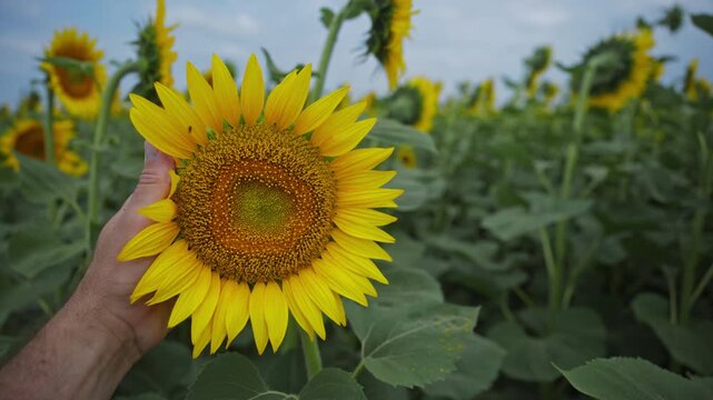 Farmer holding a healthy sunflower bloom during field inspection. Crop quality assessment, sustainable agriculture and food production concept. 4K.